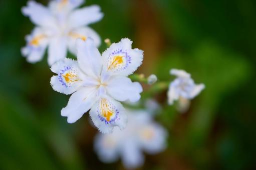 暗い背景のシャガの花のアップ シャガ,花,アップの写真素材