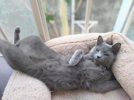 Photo, russian blue, cat, lie on his back, 