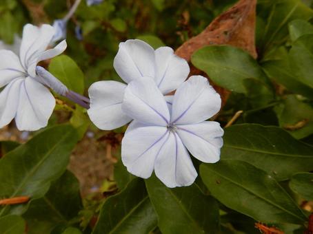 【花の写真】ルリマツリ（瑠璃茉莉） ルリマツリ,瑠璃茉莉,植物の写真素材