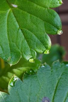 苺苗の葉水（マクロ撮影）02 苺,イチゴ,苺苗の写真素材