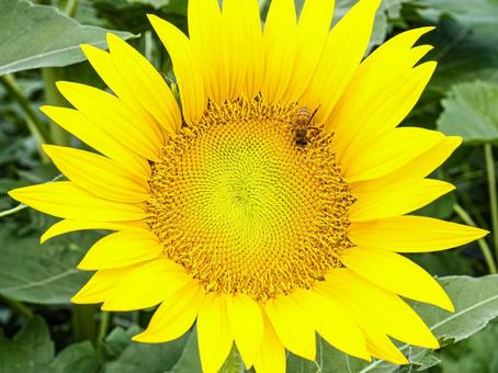 Photo, sunflower, a bee, summer, 