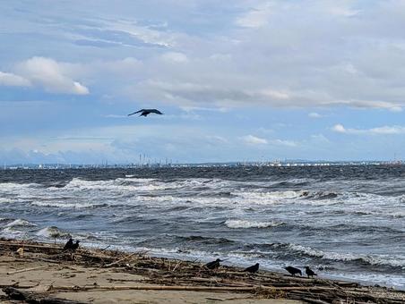 幕張の浜―並ぶ烏と飛ぶ烏 幕張の浜―並ぶ烏と飛ぶ烏 海,波,鳥の写真素材