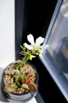 ハエトリソウ花1 ハエトリソウ花1 ハエトリソウ,植物,観葉植物の写真素材