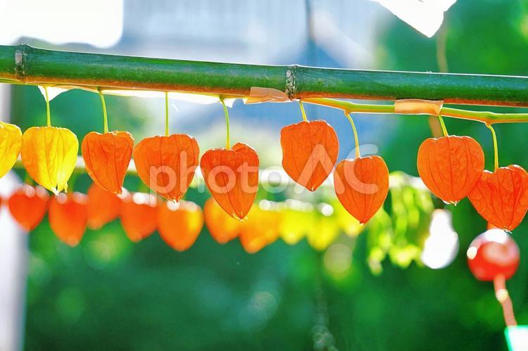 お祭りのきれいなほおずき ほおずき,ほおづき,鬼灯の写真素材