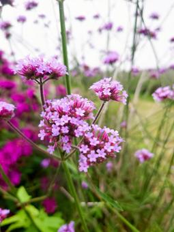 ヤナギハナガサ ヤナギハナガサ ヤナギハナガサ,柳花笠,三尺バーベナの写真素材