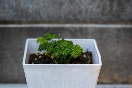 鉢に植ったパセリ 鉢に植ったパセリの写真