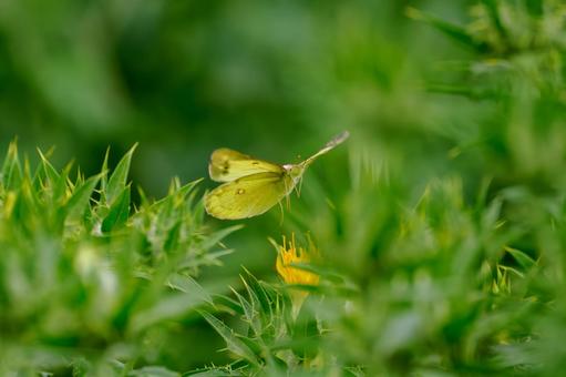 Monad butterfly (41), JPG