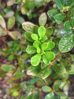 New shoots, JPG New shoots, JPG