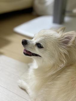 笑う犬 笑う犬 笑う犬,チワワ,ホワイトチワワの写真素材