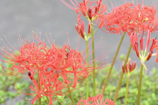 ヒガンバナ ヒガンバナの写真