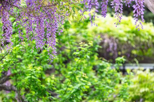 2025藤の花咲く3 2025藤の花咲く3の写真
