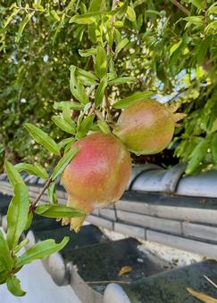 実りの秋 ザクロ02 ザクロ,フルーツ,果物の写真素材