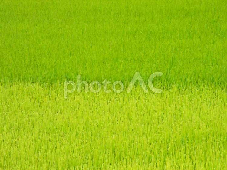 水稲が育つ水田 稲作,水稲,稲の写真素材
