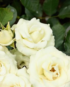 バラ 薔薇 バラ 薔薇 バラ,ばら,花の写真素材