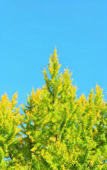 青空とイチョウの木 青空,秋空,空の写真素材