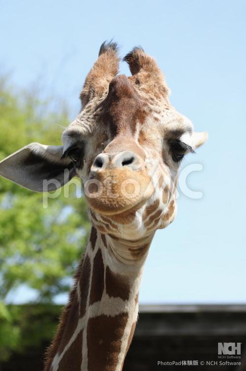 福山市動物園　推しの女子アミメキリン③ アミメキリン,キリン,動物の写真素材