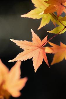 黒い背景薄紅色に色づくもみじの葉 黒い背景薄紅色に色づくもみじの葉 もみじ,紅葉,カエデの写真素材