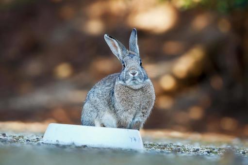 The Rabbits of Okunoshima, JPG The Rabbits of Okunoshima, JPG