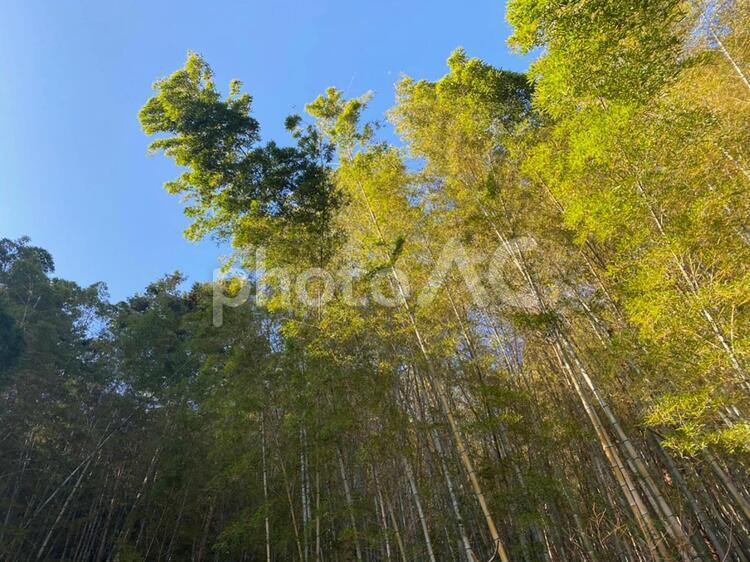 風景-竹林 竹林,竹,林の写真素材