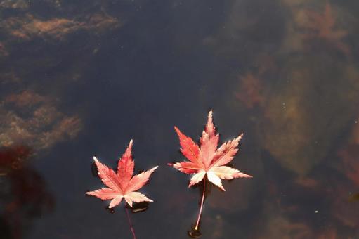 浮紅葉 浮紅葉の写真