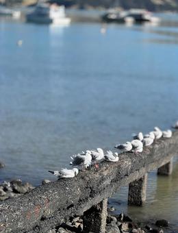 港町　カモメ　海 海,大自然,港町の写真素材