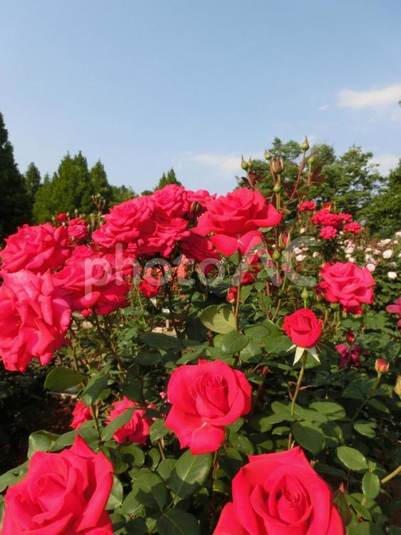 バラの花と青空5 バラの花と青空5 薔薇,バラ,ローズの写真素材
