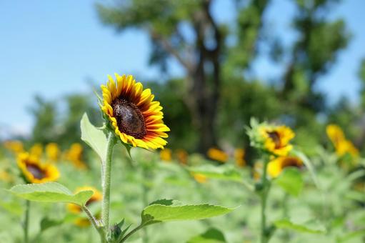 ひまわり 花,自然,ひまわりの写真素材