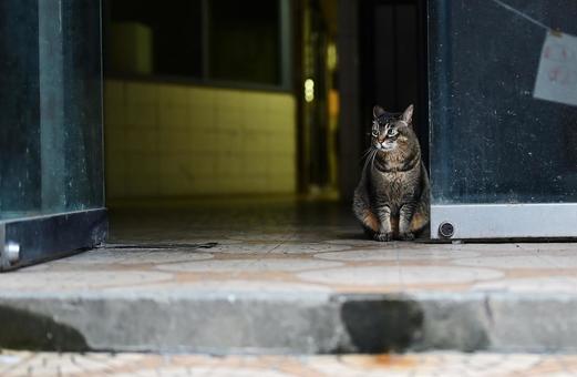 Photo, cat, up, animal, 