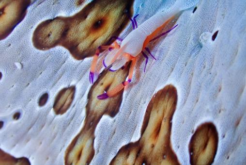 沖縄・西表島 ウミウシカクレエビ 沖縄・西表島 ウミウシカクレエビの写真
