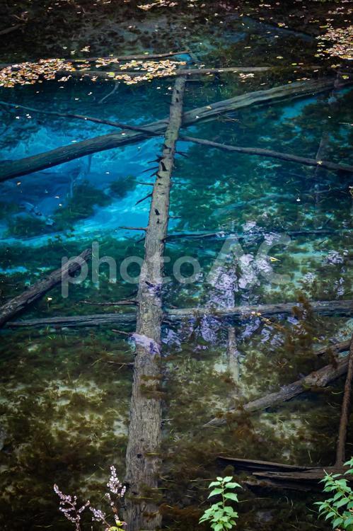 神の子池の風景 北海道,池,水面の写真素材