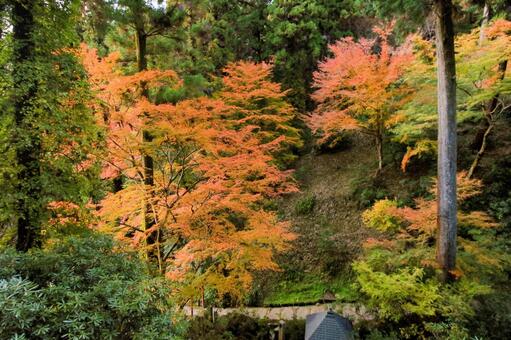 岡寺 岡寺,仁王門,ならたびの写真素材