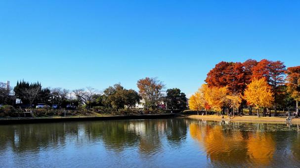 秋の水元公園・水辺の紅葉（東京都葛飾区） 秋,水元公園,紅葉の写真素材
