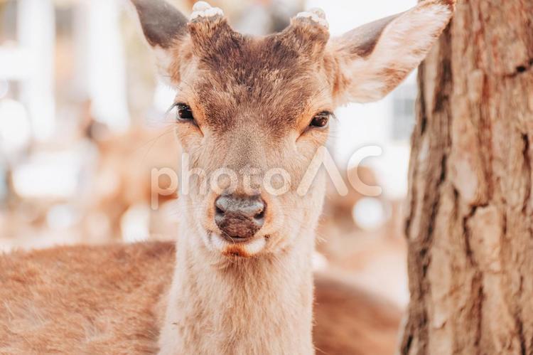 鼻に何かついています 鹿,動物,保護の写真素材