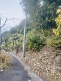 埼玉 埼玉,山,木の写真素材