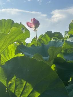 のびのびと のびのびと 上野公園,蓮の花,夏の日の写真素材