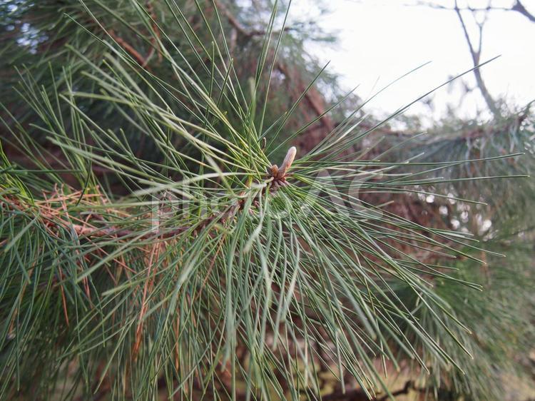 松の木のアップ 松の木,松,植物の写真素材