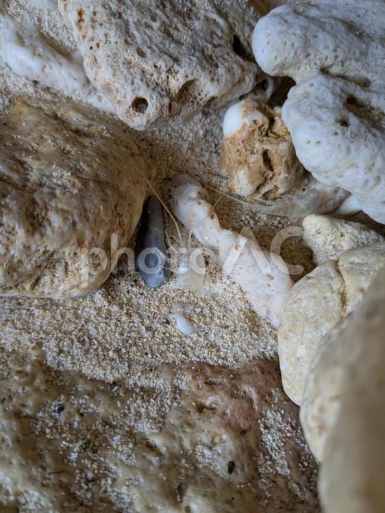 フナムシの抜け殻 フナムシ,抜け殻,岩場の写真素材