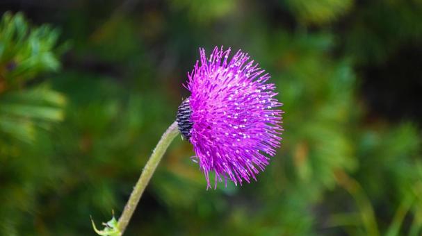 ノアザミ ノアザミの写真