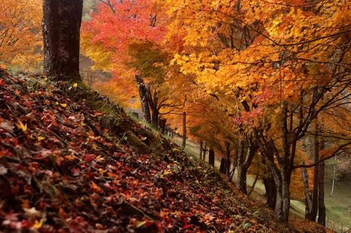 もみじ湖の紅葉 もみじ,赤,１１月の写真素材