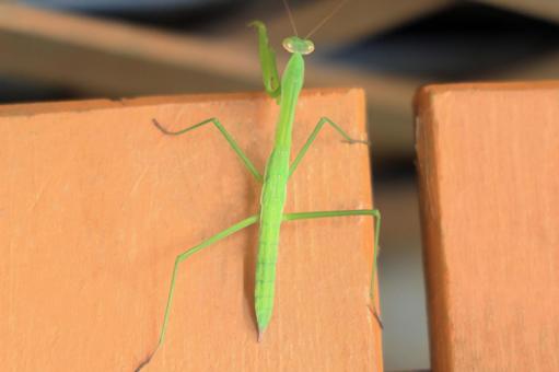 カマキリ カマキリ カマキリ,昆虫,虫の写真素材