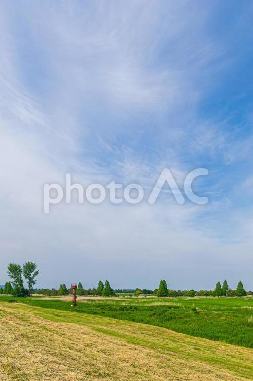 5月の渡良瀬遊水池 新緑,空,雲の写真素材