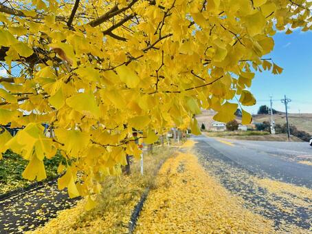 秋の神鍋高原　秋　紅葉 イチョウ,秋,紅葉の写真素材