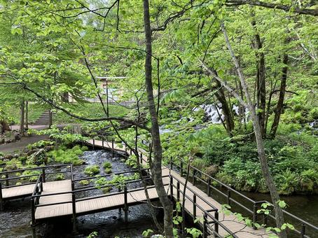 水辺の散策路 水辺の散策路 自然,グリーン,屋外の写真素材