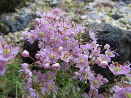 イトラッキョウ いとらっきょう,らっきょう,高山植物の写真素材