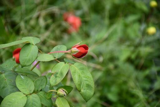 赤い蕾 花,植物,風景の写真素材