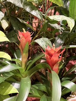 グズマニア グズマニア,観葉植物,花の写真素材