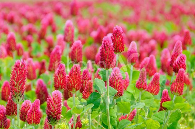 咲き誇るクリムゾンクローバーの花畑 2 クリムゾンクローバー,ストロベリーキャンドル,ベニバナツメクサの写真素材