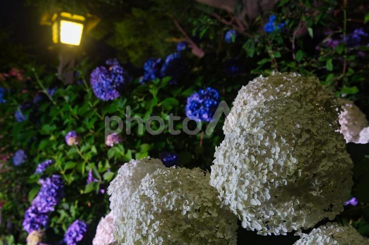 ライトアップされている白いアジサイ 花,植物,自然の写真素材