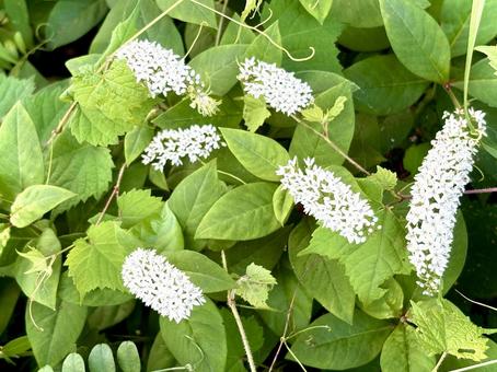虎の尾 05 虎の尾 05 丘虎の尾,オカトラノオ,花の写真素材