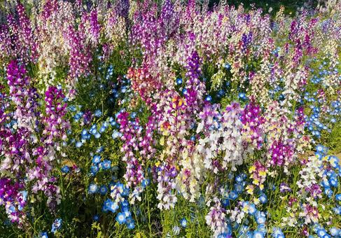 カラフルな春のお花 カラフルな春のお花の写真